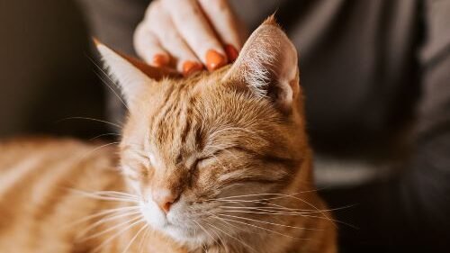 Gifts for cat lovers – cute, useful and fun items